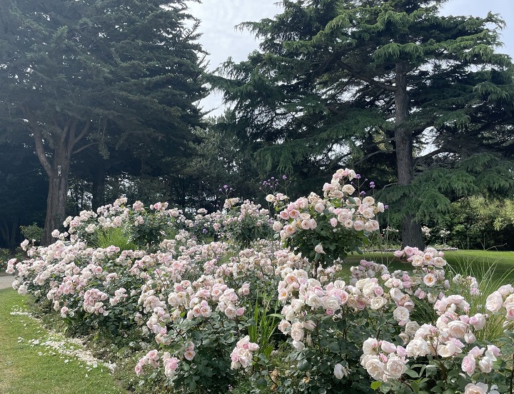 Jardin